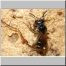 Lasioglossum quadrinotatulum - Furchenbiene 04 7mm Sandgrube Niedringhaussee det.jpg